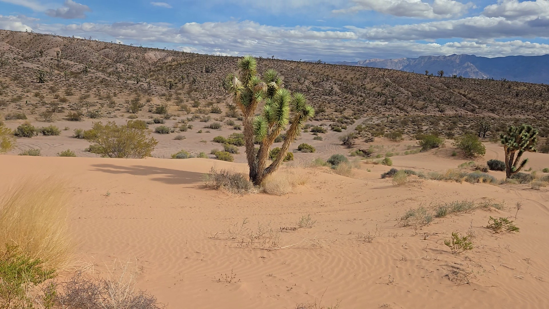 vlcsnap-2026-03-09-14h04m05s434